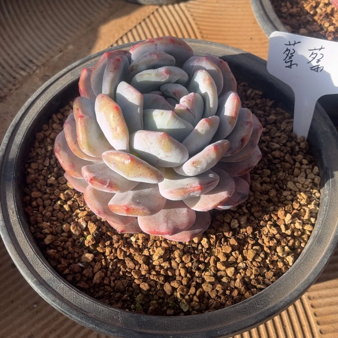 蔡***蔡蔡蔡蔡哥哥的石化
