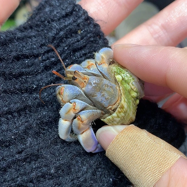 2.0口径奔跑的寄居蟹15号