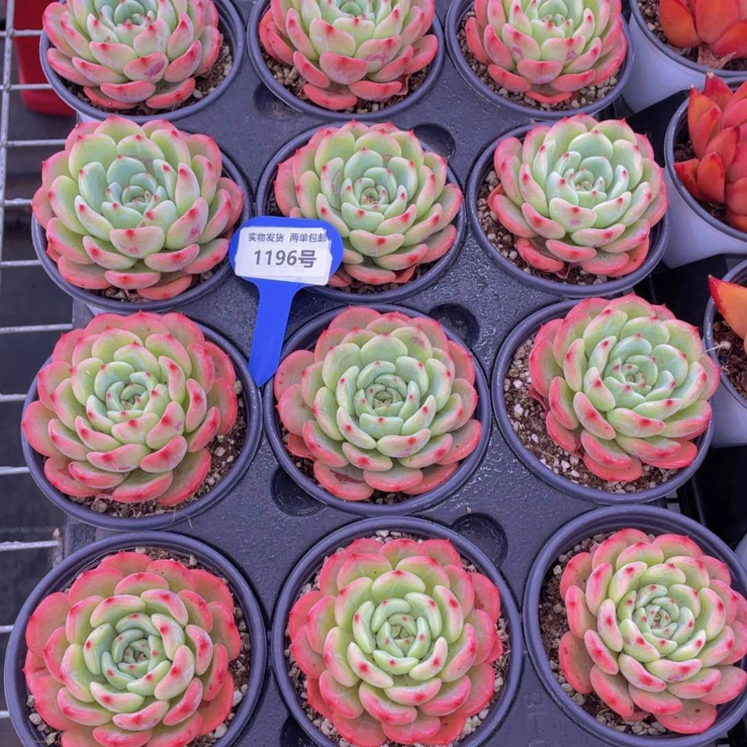 1196号 三文鱼大单头一个