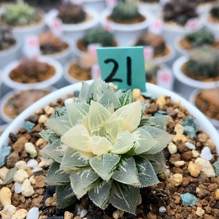 【闪购商品】飞**嘎21冰沙糖锦