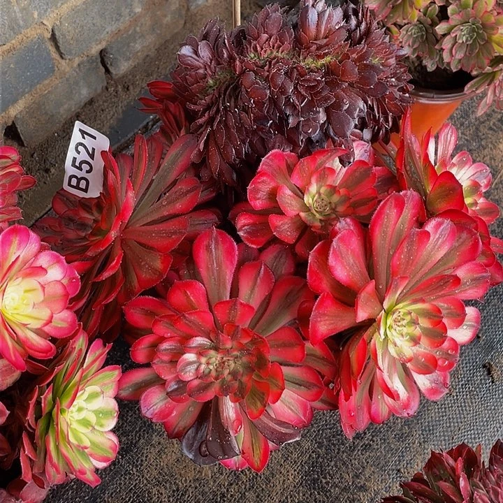 芳****旧多肉法师粉体月婵