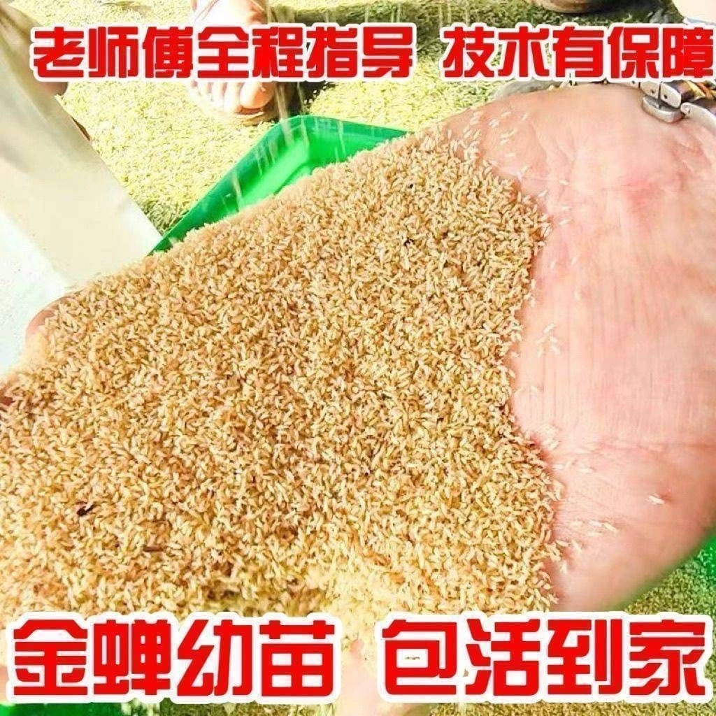 孵化爬叉种子幼苗养殖幼苗猴养殖爬叉好蝉活体优质爬爬知了卵蚁卵