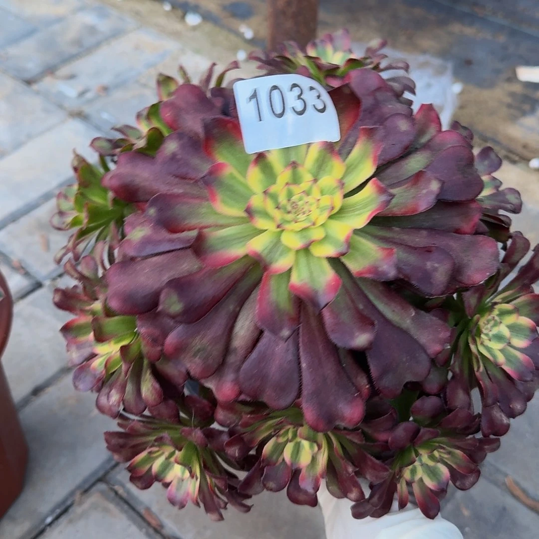 无花朵1033舞天姬333冠服22.3