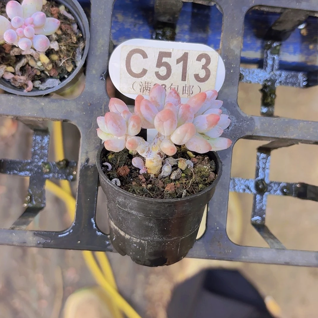 C513手指一物一拍