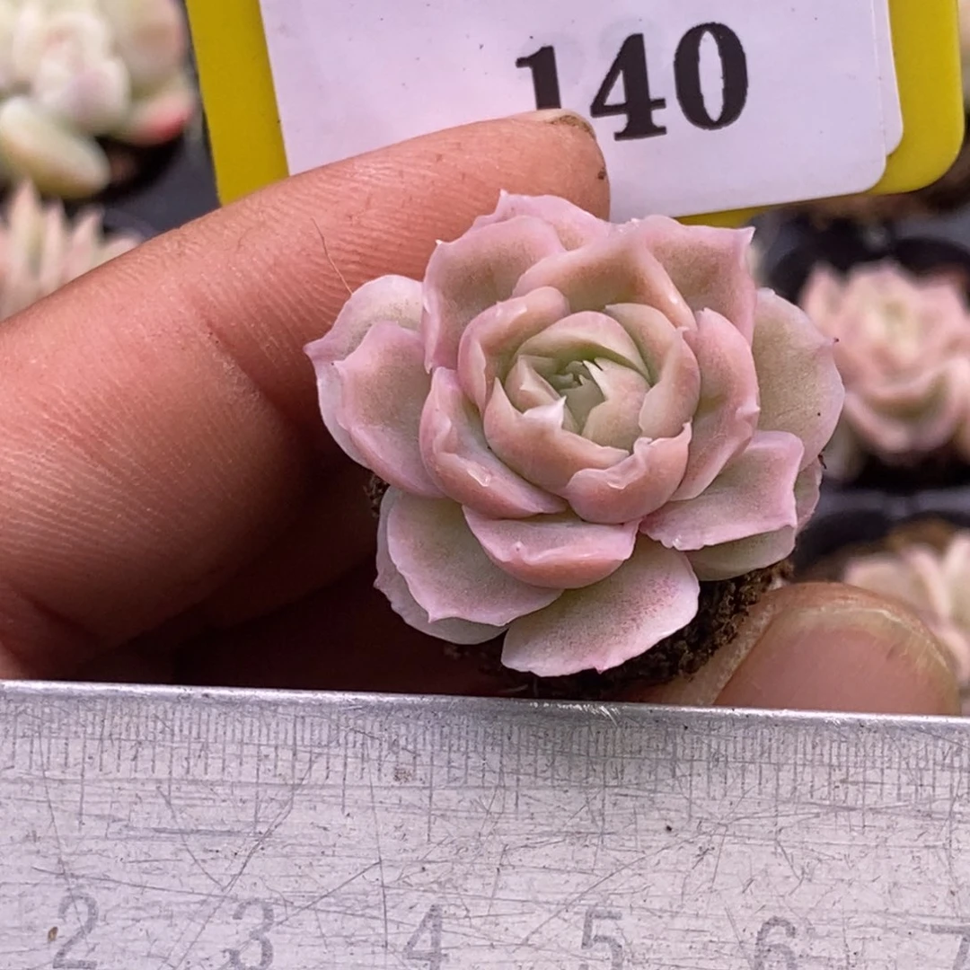 5140水晶虾饺惊恐多肉植物