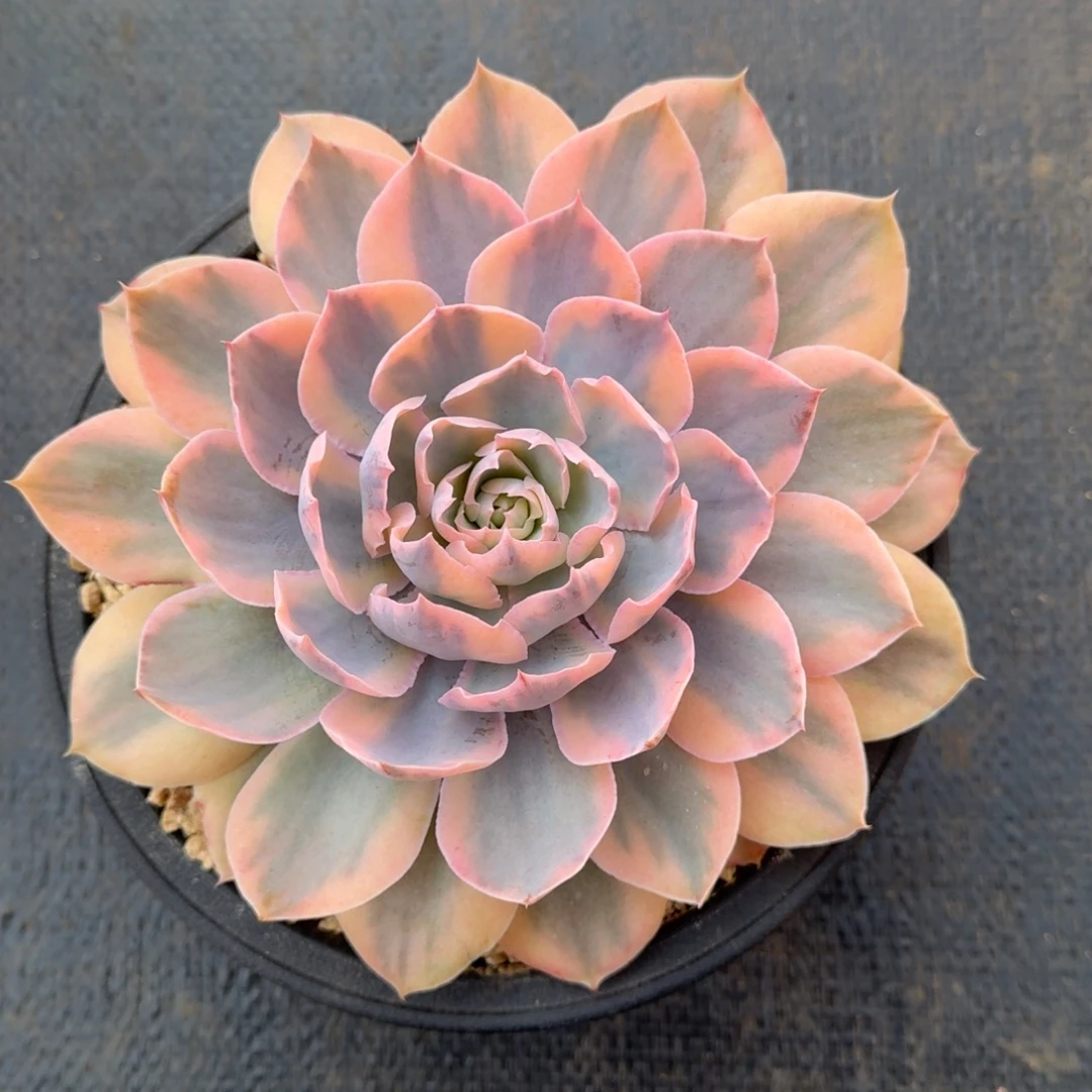 pink锦锦上园艺一物一拍