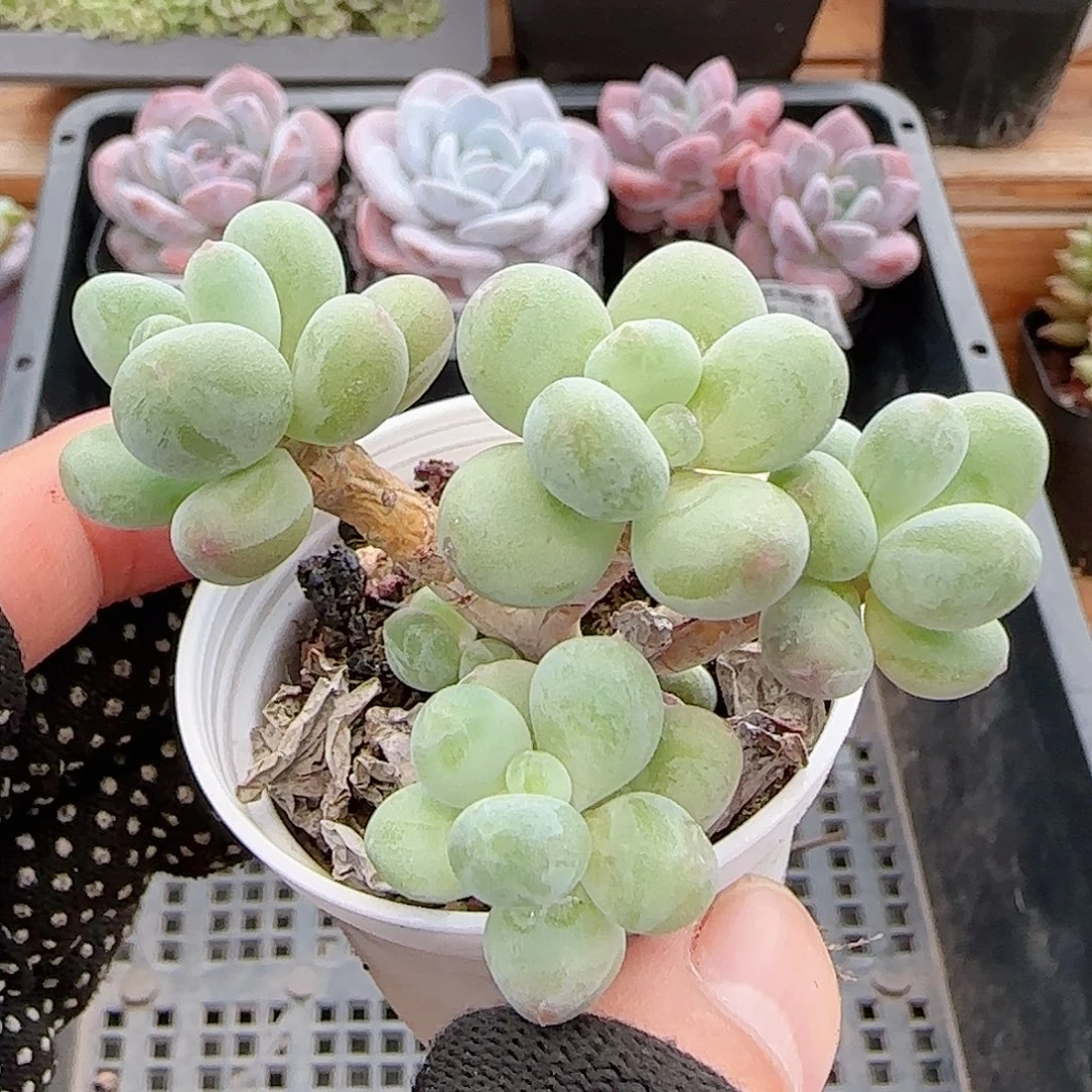 多肉0915-148苹果美人小老桩