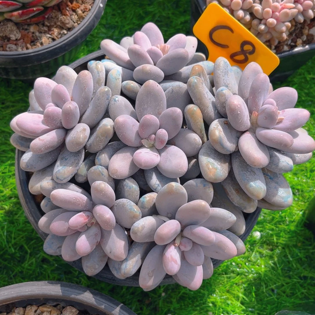 王*儿8fghhjjjjjjjjj多肉