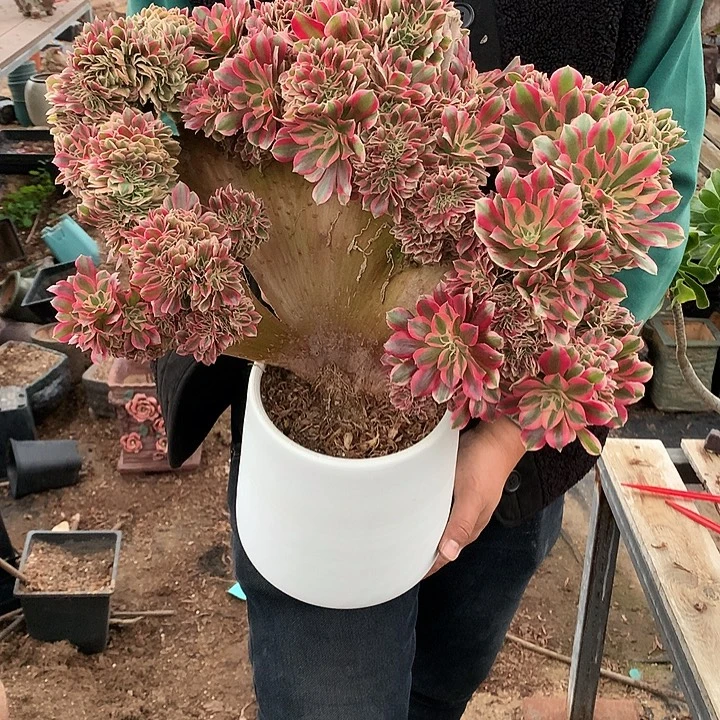 女巫朵朵脱土发货啊