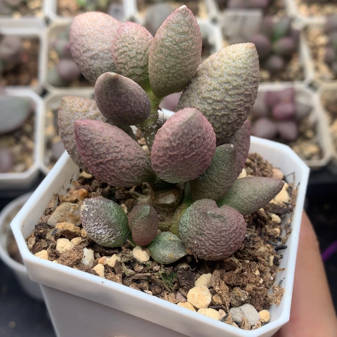 腹部母本一物一拍