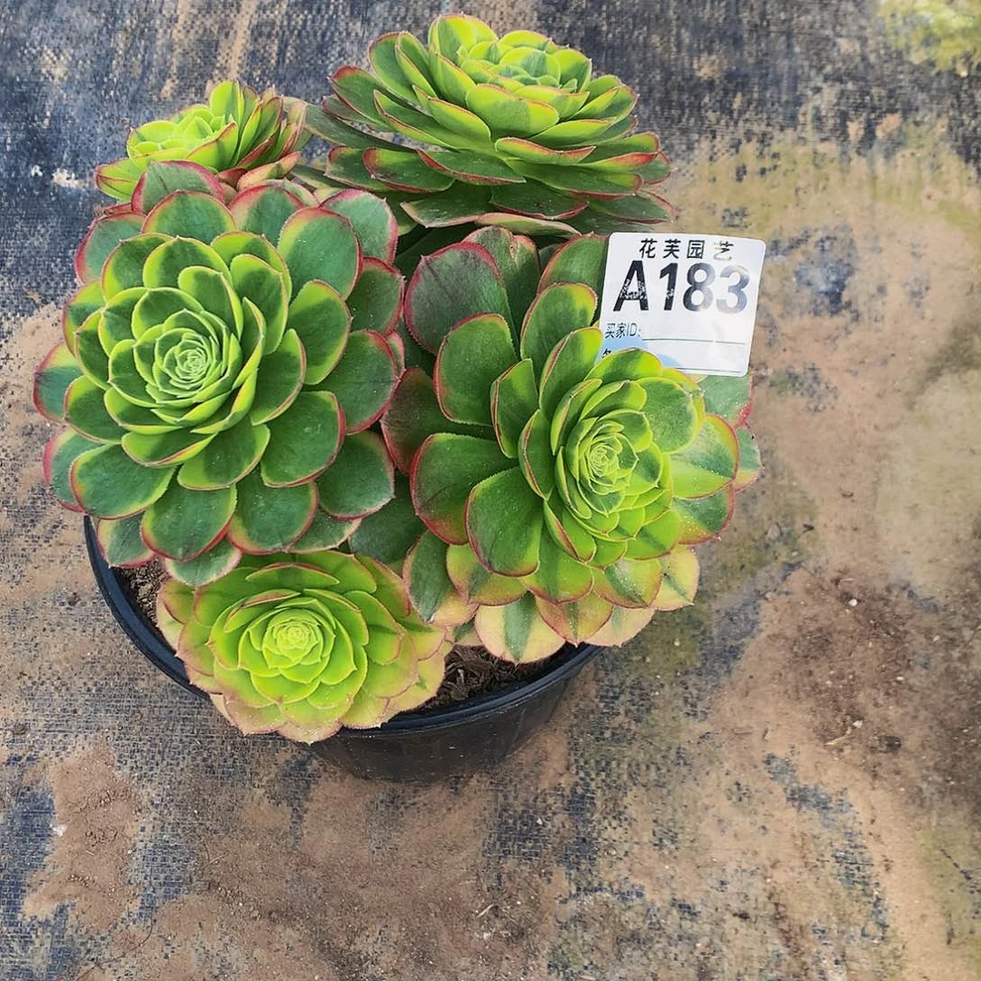 183多肉法师组合