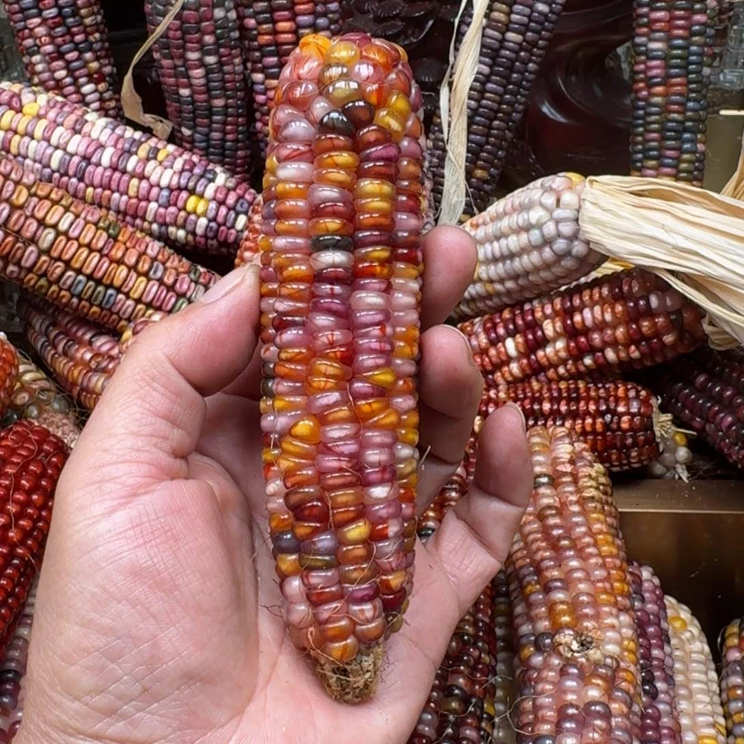 明***妙柏香籽/百香籽吊坠