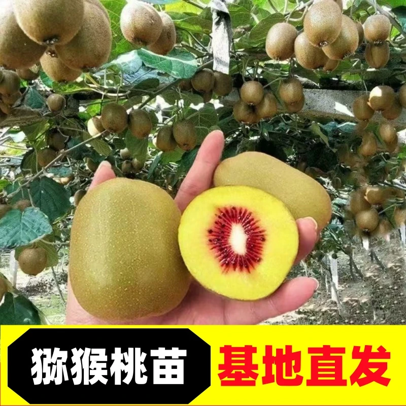 红心猕猴桃苗软枣黄心绿心盆栽地栽正宗黄心猕猴桃树南北方种植