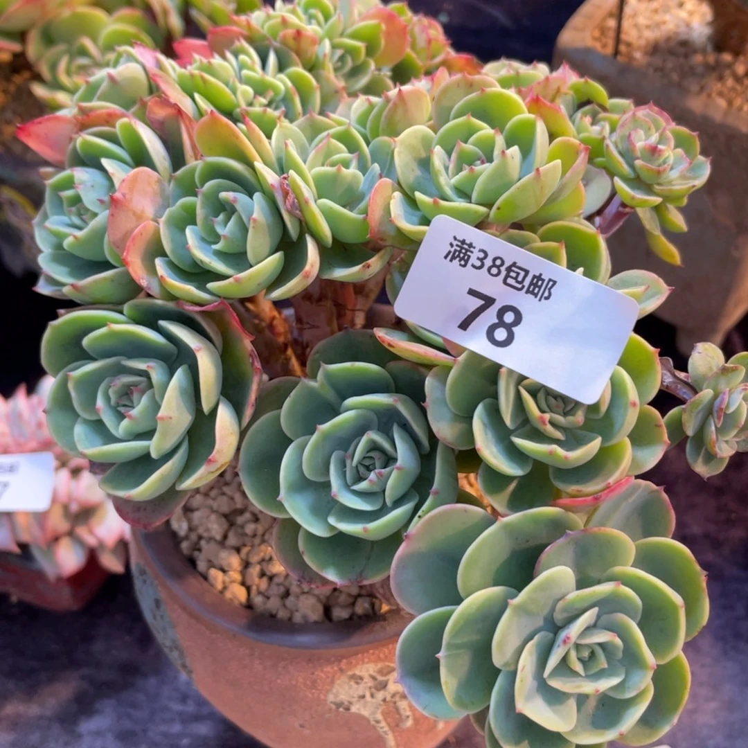 妮***子78艾斯美兰达缀化多肉植物一物一拍