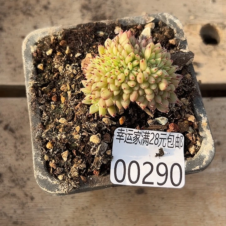 幸运的人会遇到你喜欢