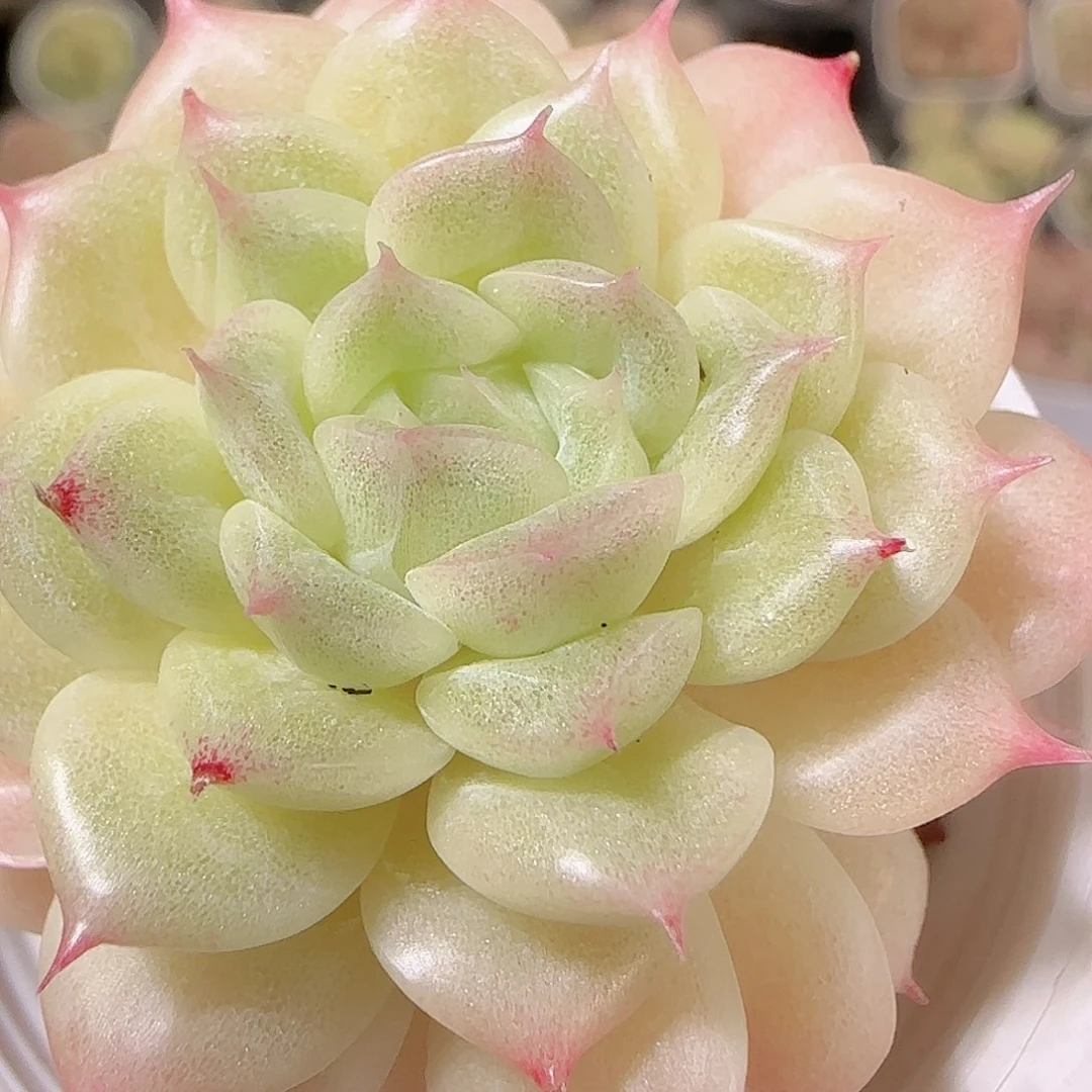 花语逸镜1126-341