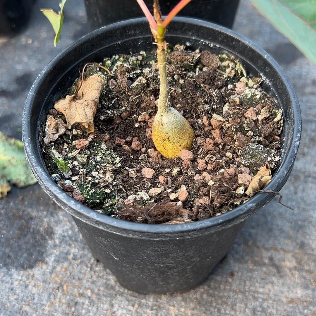 红脉榕，一物一拍，