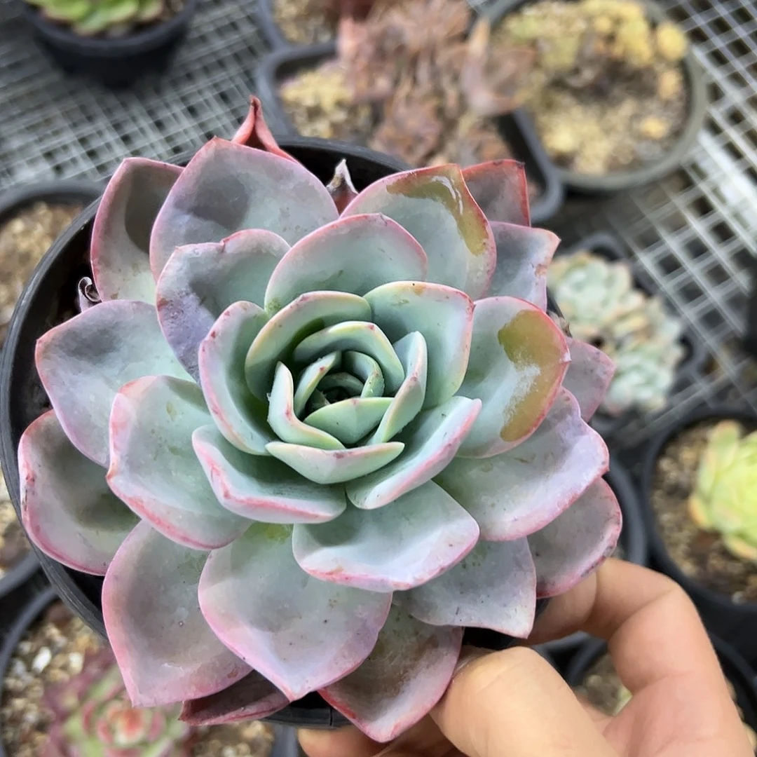 不***谷布鲁蓝10 零零多肉植物