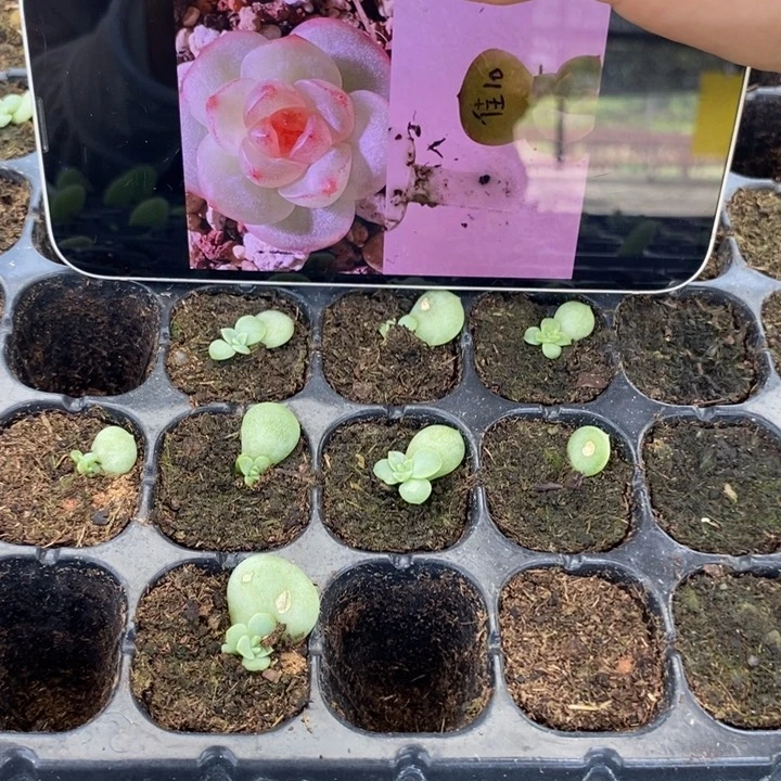 佳10芽苗一个多肉