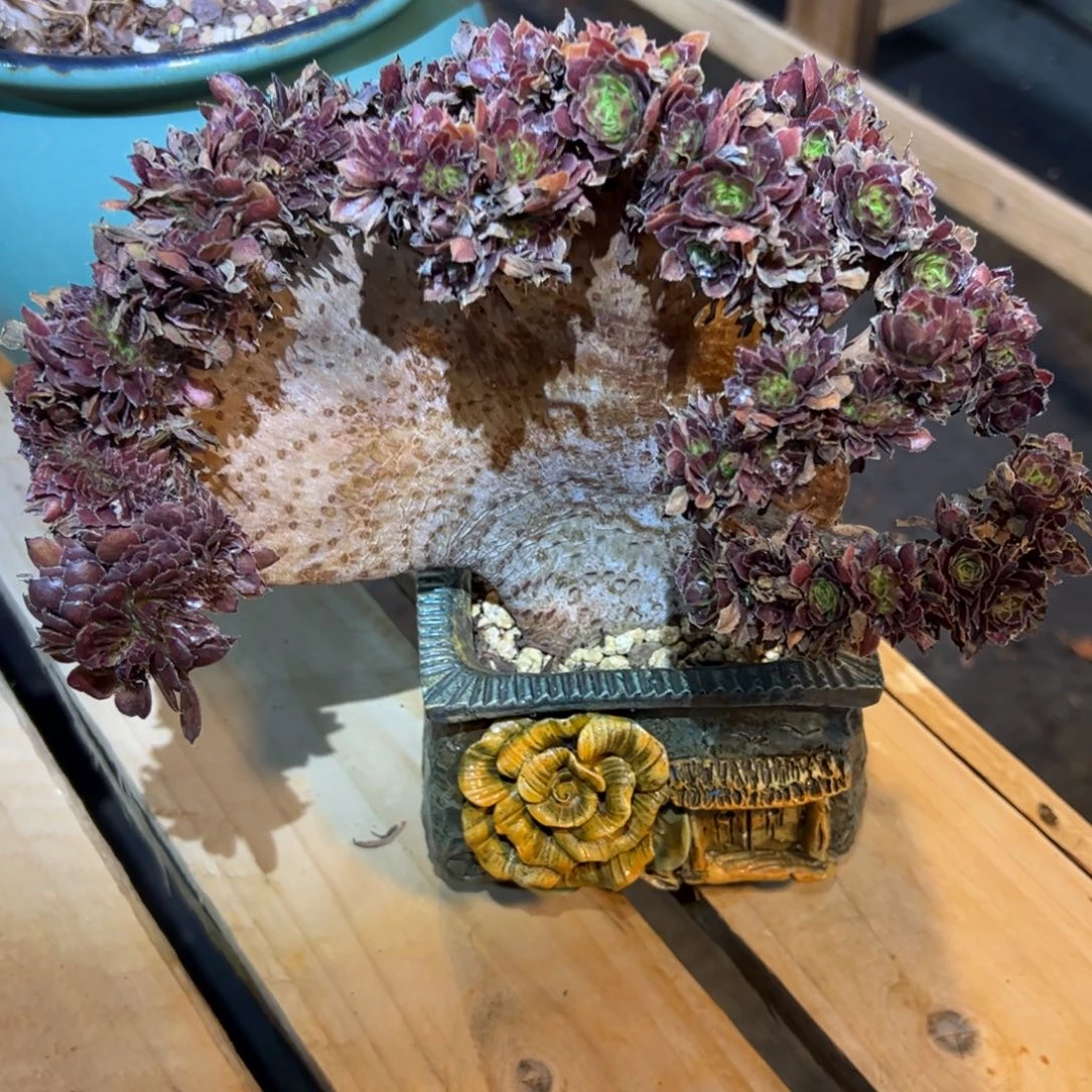 金刚缀化老桩厚板朵朵