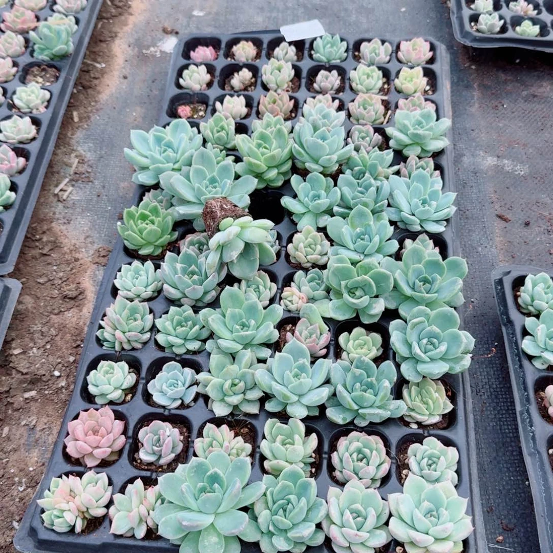 1-19多给几颗珍妮大学盘发货