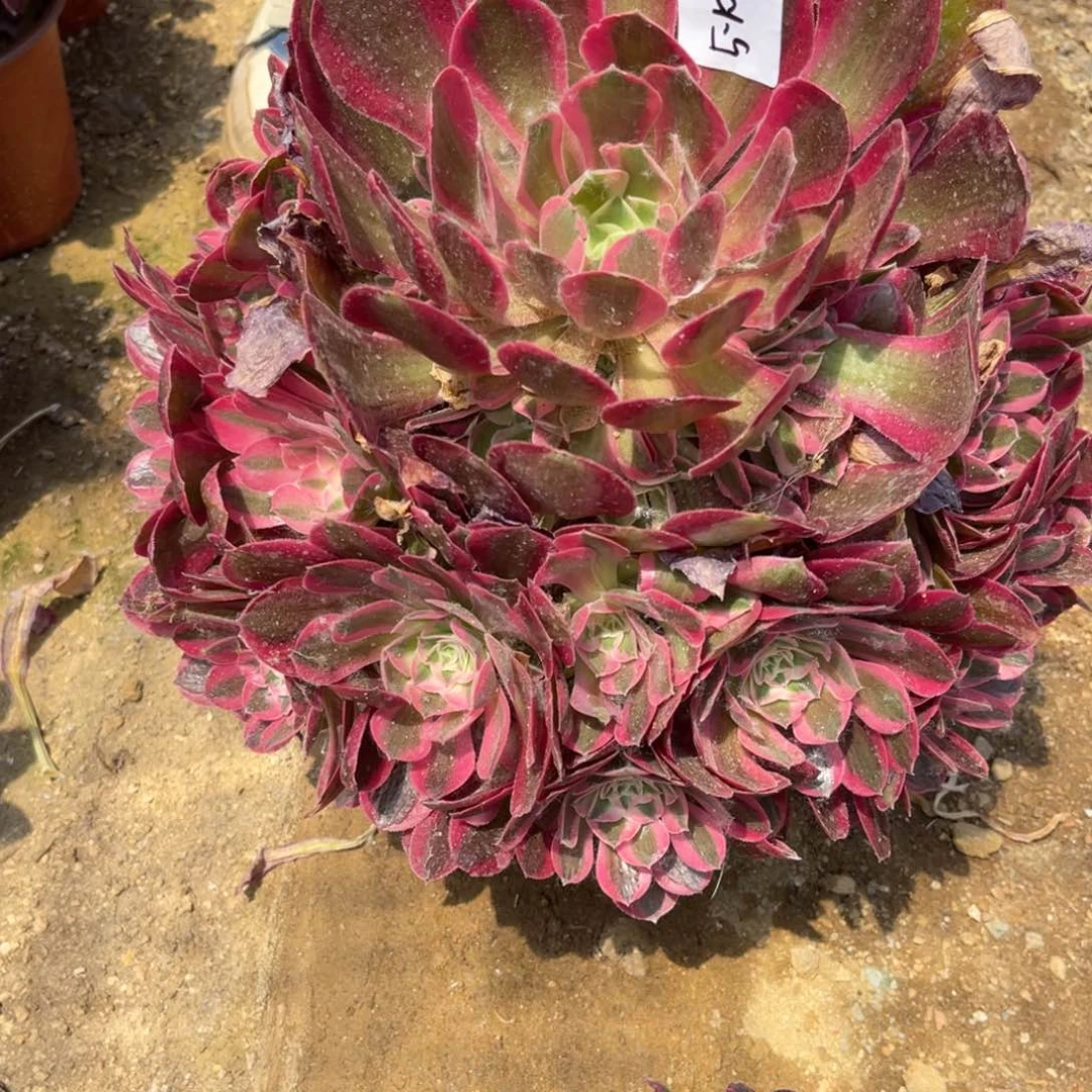 5.10-32粉女巫手捧