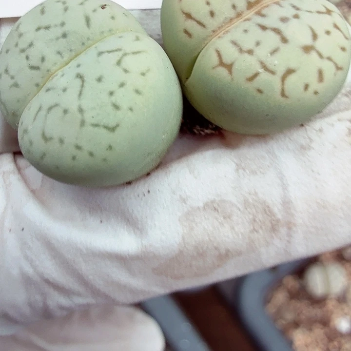 这个我是很看好啊哈哈这个可以这么763