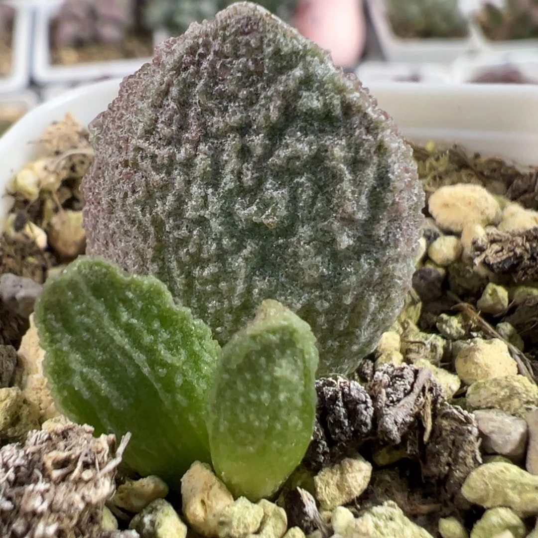 实生新品大苗多肉植物水泡