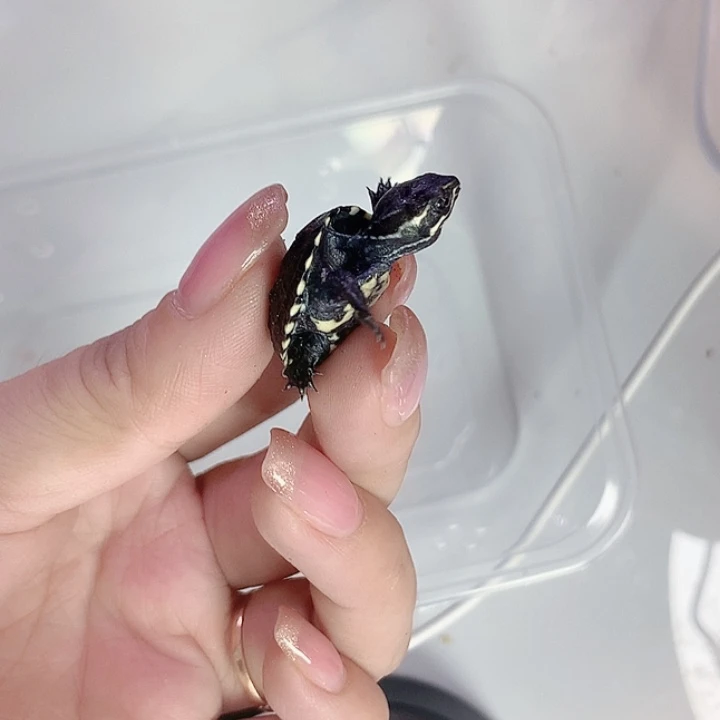 麝香龟母：；fghhjjj