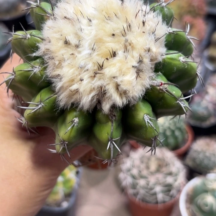 实生圆盘玉好养皮实好活