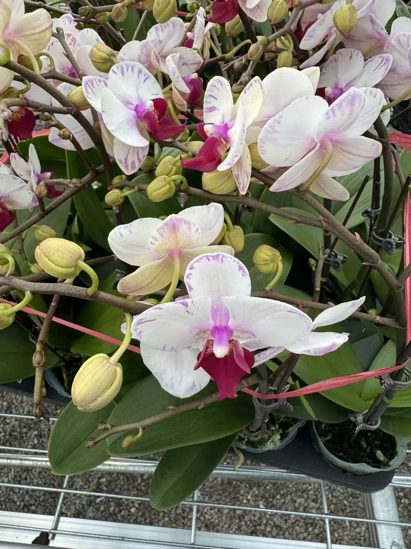 兰屿 LYSLAND【人面桃花2.8寸】蝴蝶兰鲜花盆栽