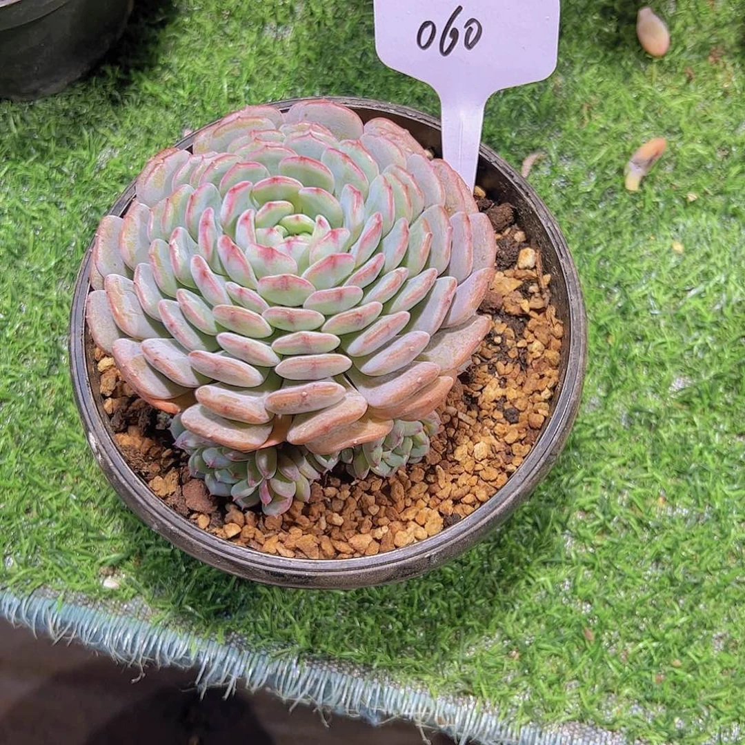 随*60白胖子。。。。。。