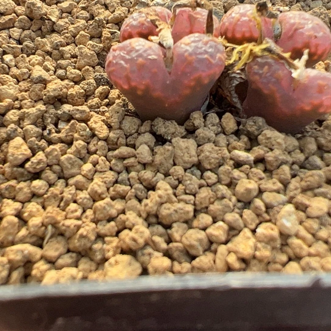 24-01肉锥多肉植物