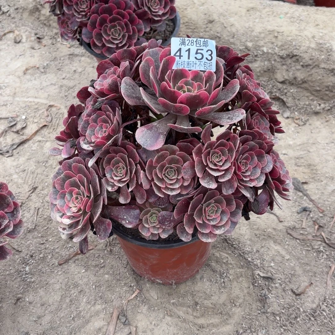 青***姐R. 4153爱神多肉123336