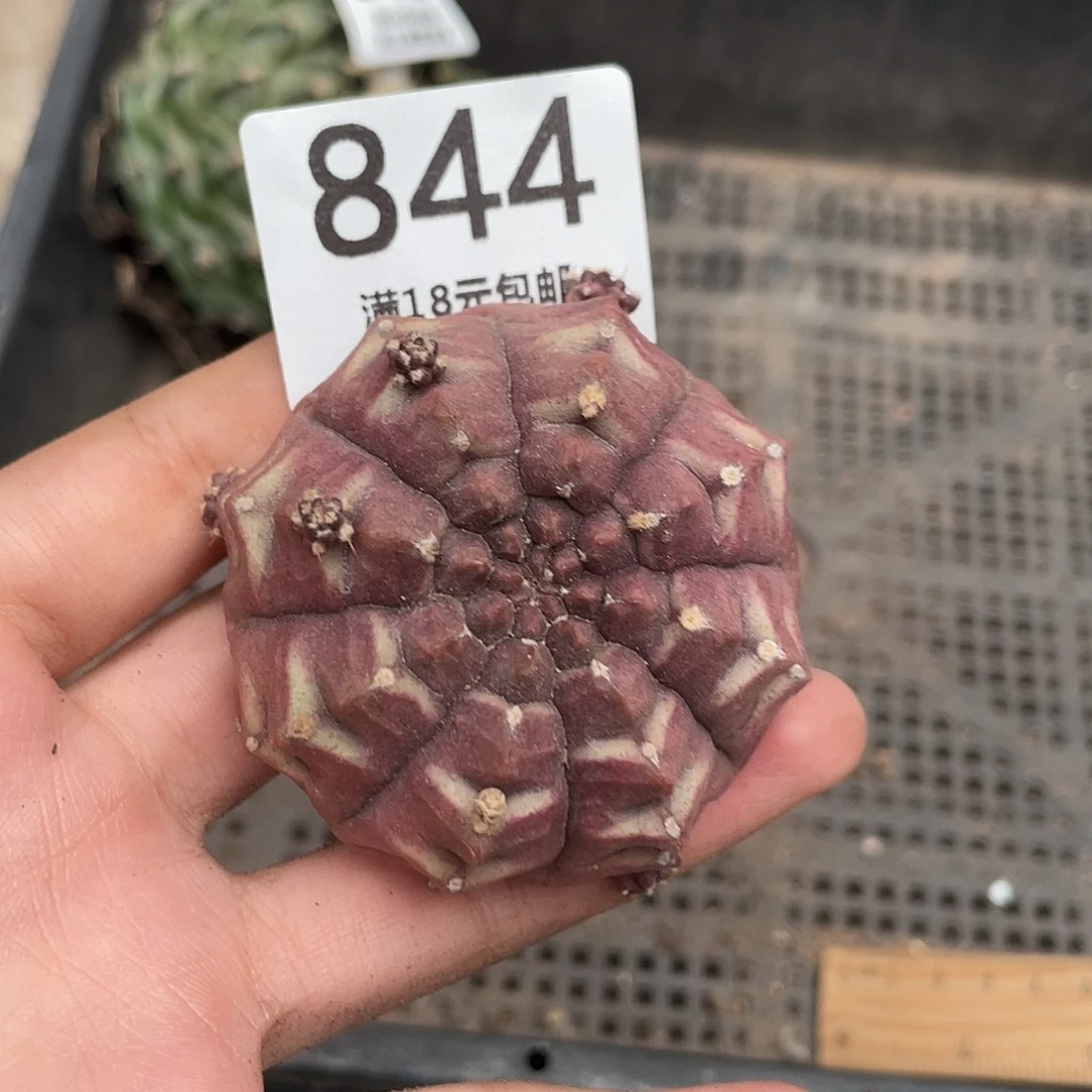 844木心根梦想（满18元包邮）