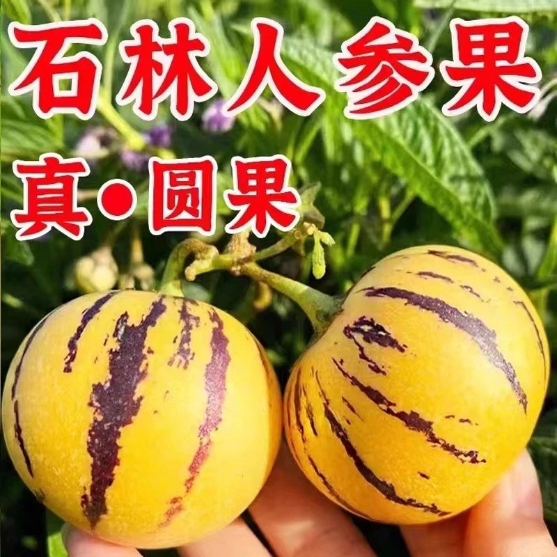 云南石林人参果树上熟花斑裂纹果