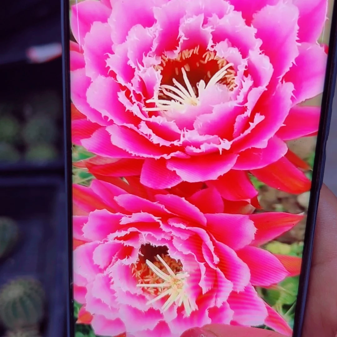 下40毛仙女歪无根侧芽4一5公分左右20包邮