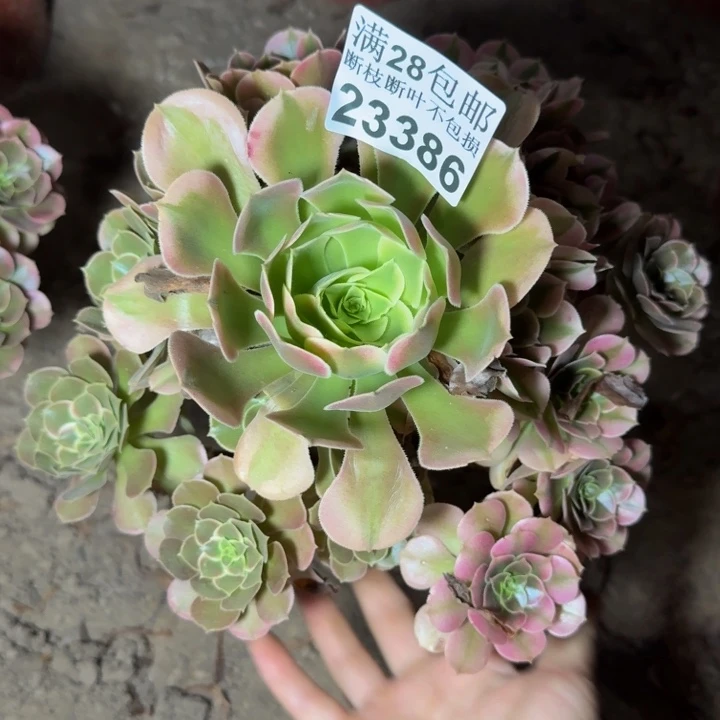 23386南香妃多肉植物