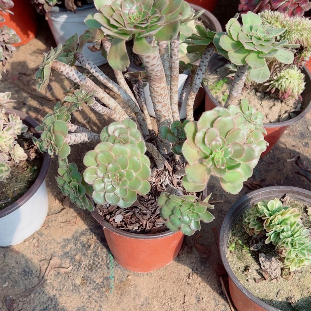 阿***彩520原始绿法师多肉植物