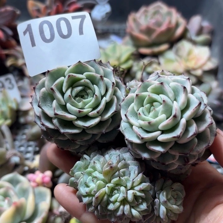 沙罗技牡丹锦多肉植物满18包邮当场凑单