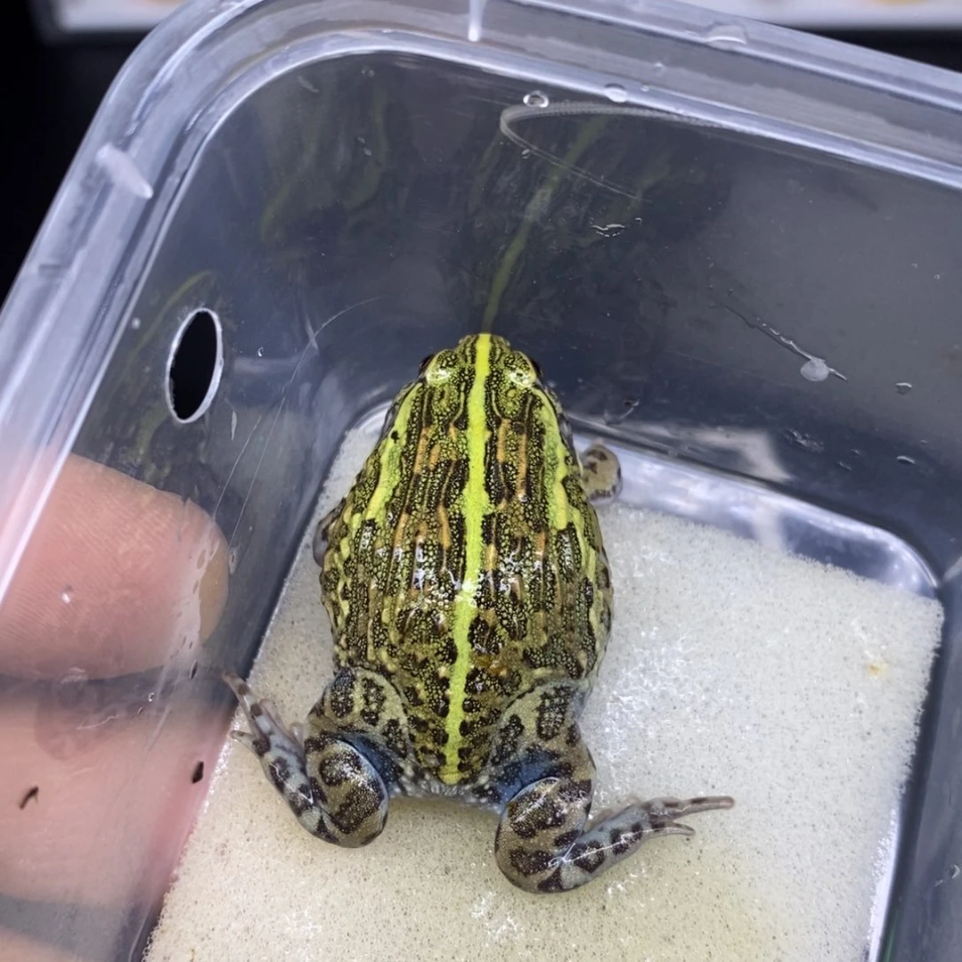 角蛙非洲牛蛙编号874