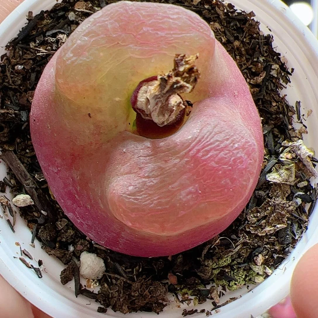 【闪购商品】156 带盆 多肉