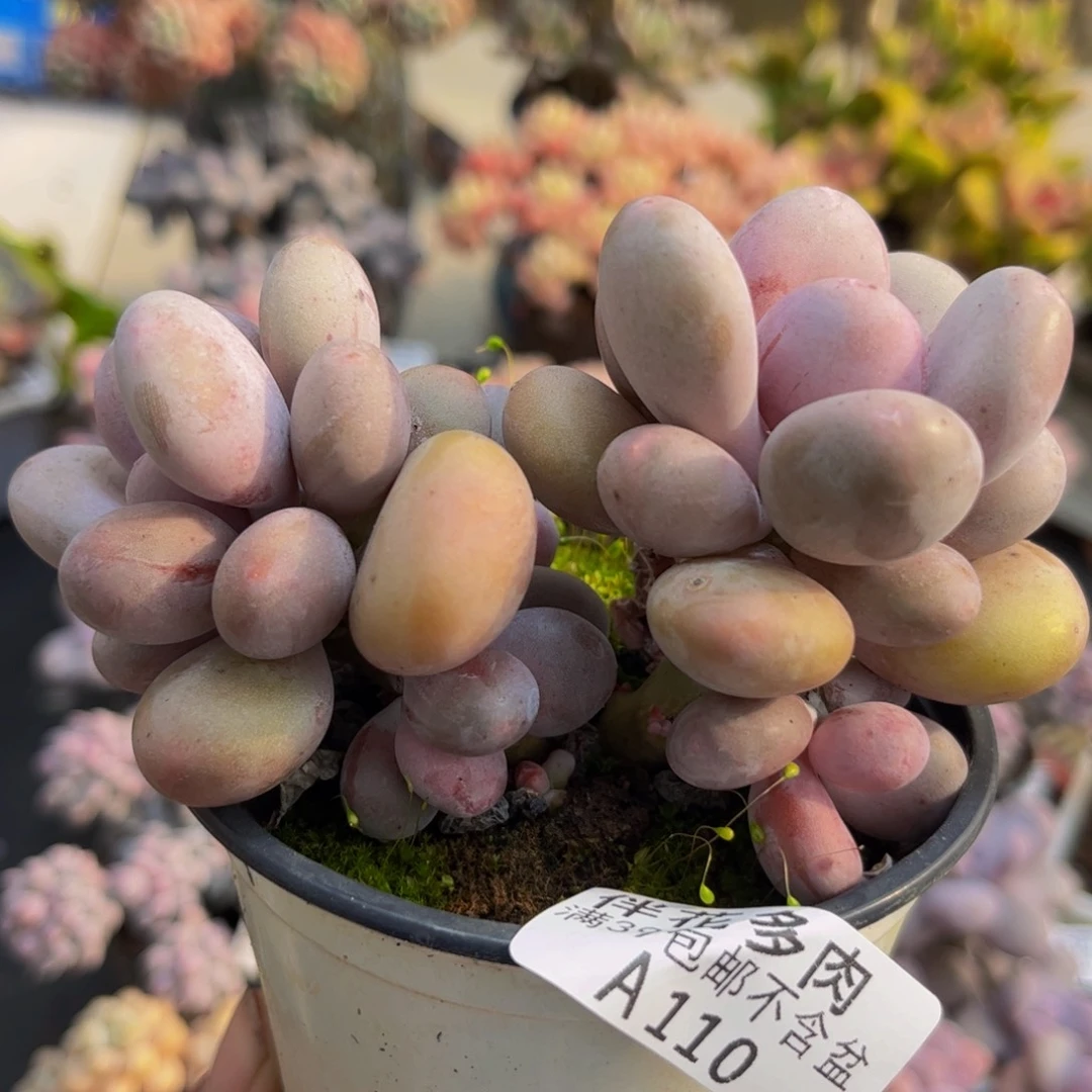 110蛋黄奶8cm多肉植物