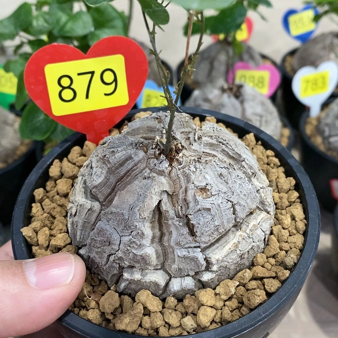 南非龟甲龙龟甲龙