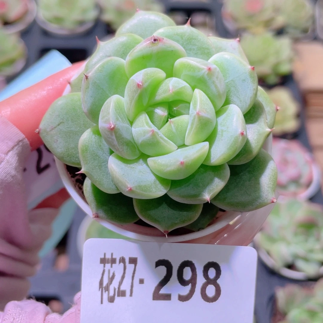 花利美27-298新品