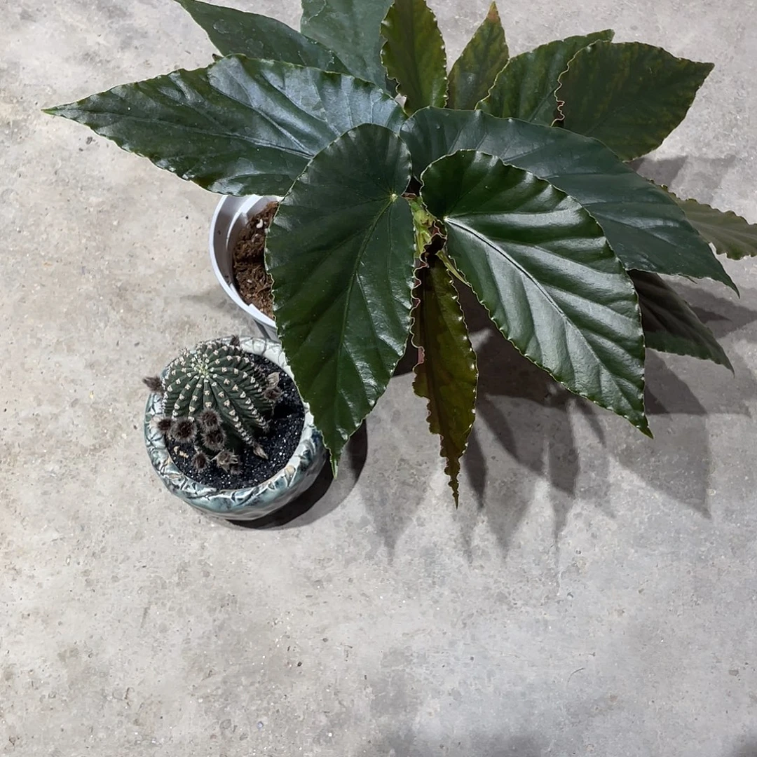无花朵乌木黑金刚两颗