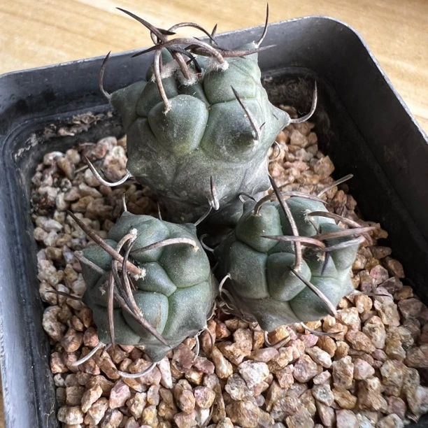 选拔碳黑刺升云龙娇丽群实生仙人球块根多肉植物绿植盆栽龙舌兰