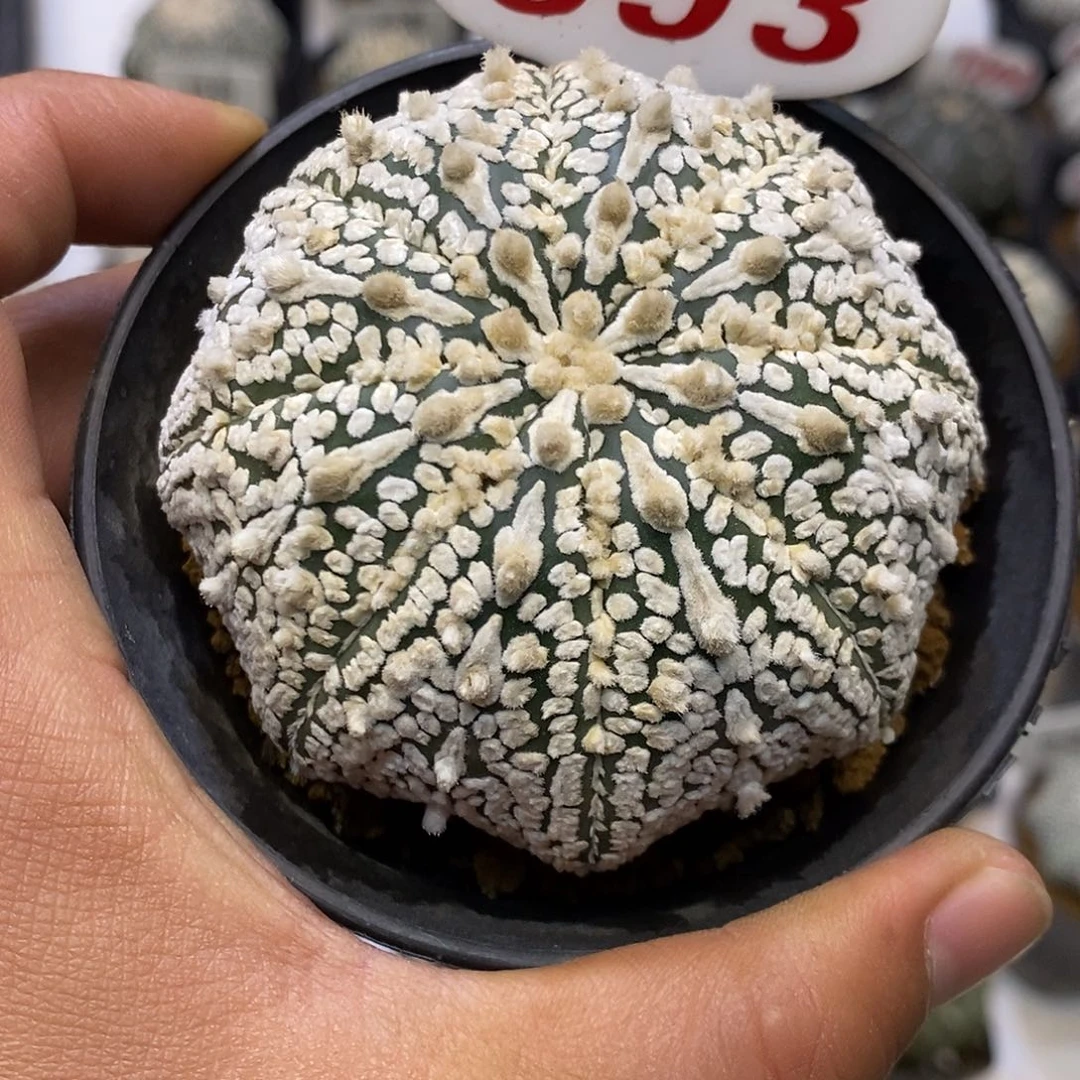 893超兜花园福利了呢