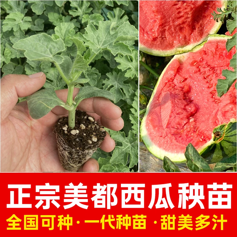 【F1代西瓜苗】西瓜苗嫁接苗8424冰糖麒麟美都瓜秧苗阳台盆栽种植