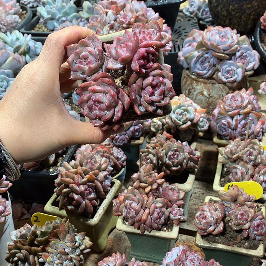 星影多肉植物8头炸